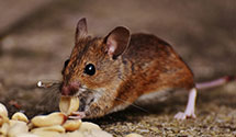 24 Hour & Emergency Exterminators in Valley Grove, WV